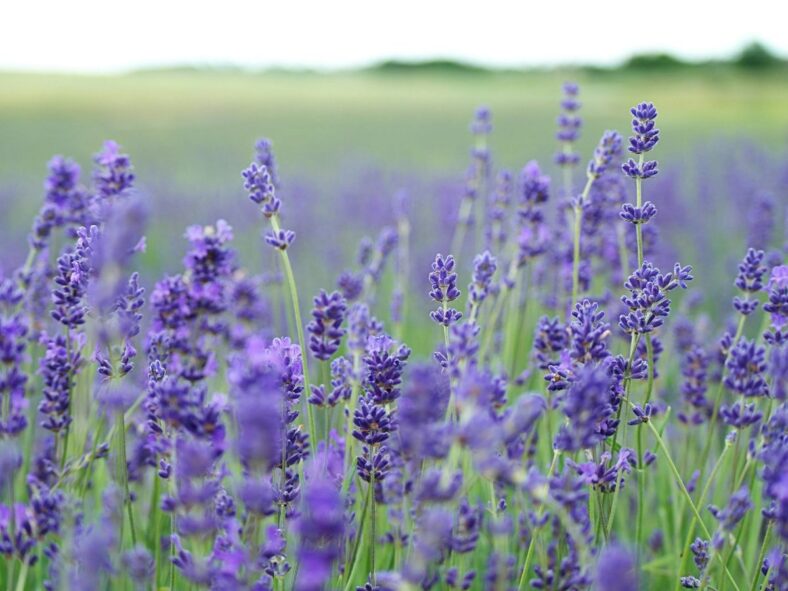 Lavender Oil Unsplash