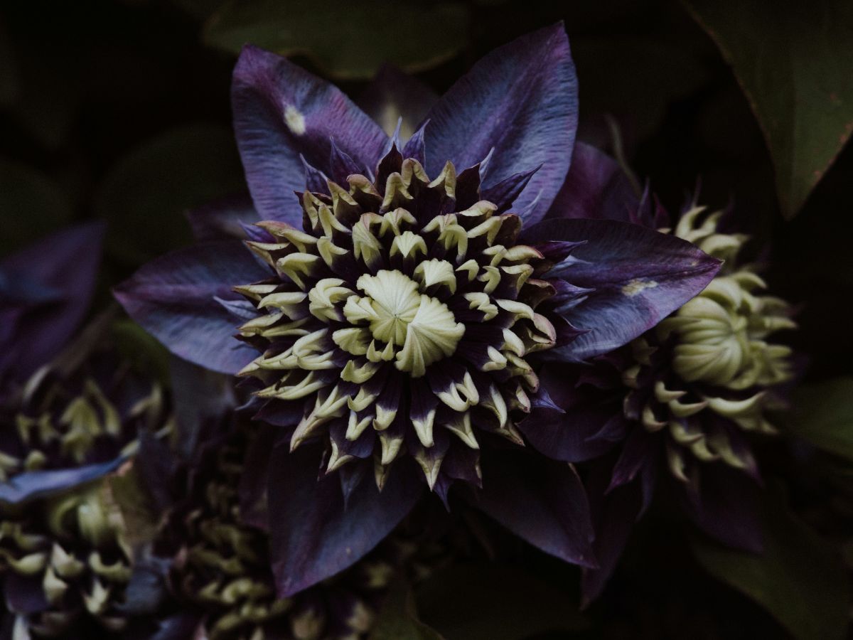 Passionflower Tea Sleep, Unsplash