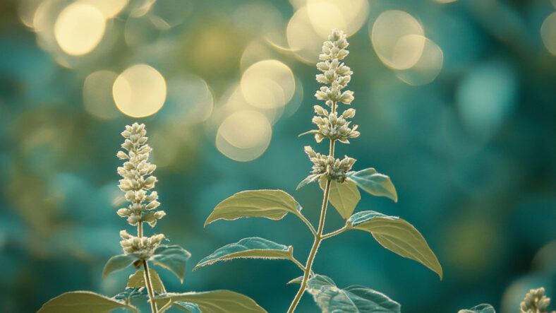 Holy Basil (Tulsi)