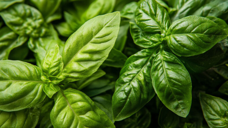 Oregano and basil