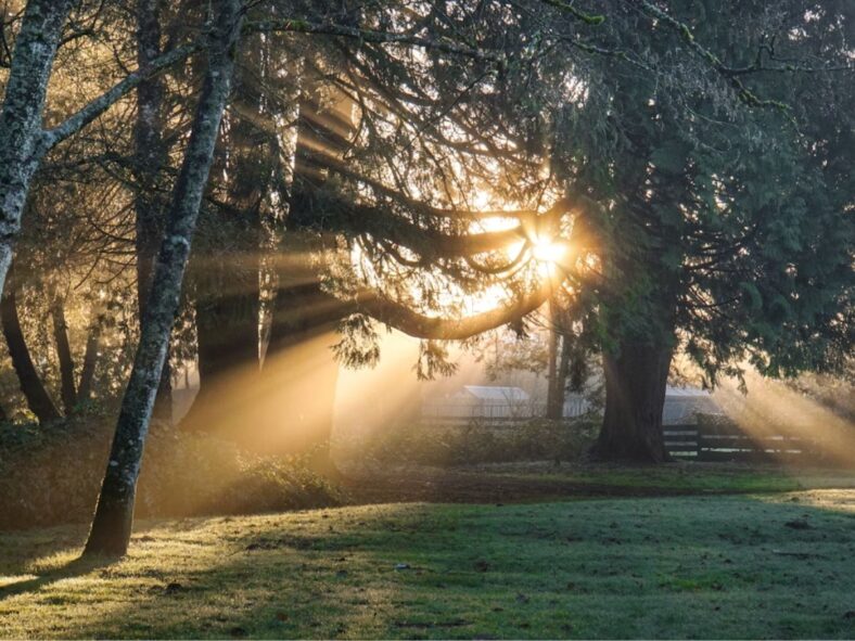 Sunlight Natural Energy Boosters Unsplash