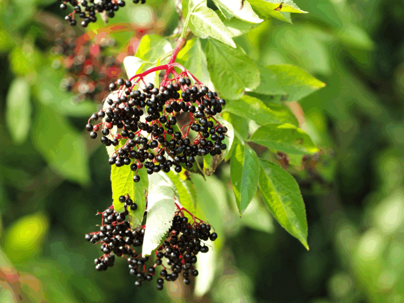 immune-boosting teas