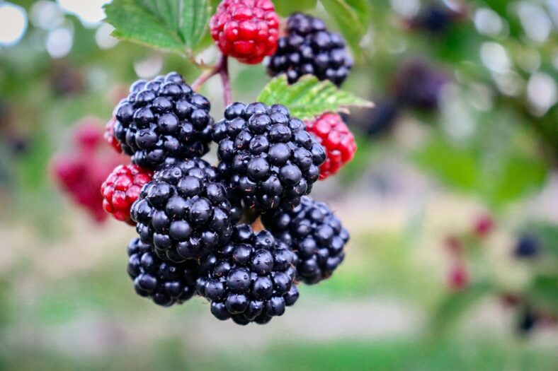 blackberries on bush