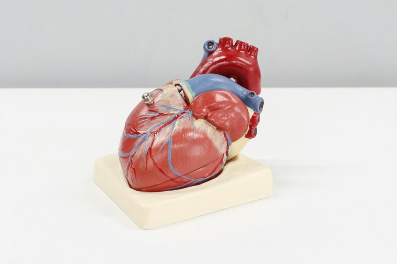 human heart model