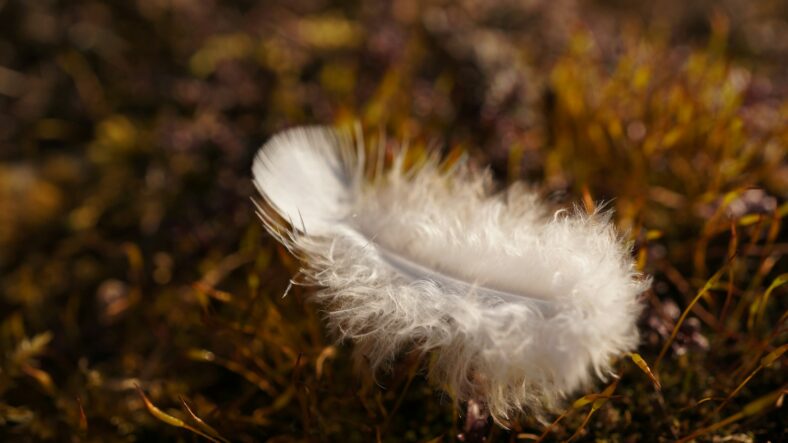 feather on grass